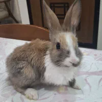 خرگوش بازیگوش