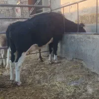 تخت شکم اول