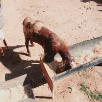 شیش عدد بز|حیوانات مزرعه|اهواز, اسماعیلیه|دیوار