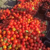 گوجه|خوردنی و آشامیدنی|تبریز, |دیوار