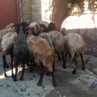 گوسفندهای خشک قربانی
