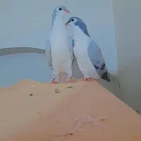 دو عدد جوجه ساده|پرنده|کاشمر, |دیوار