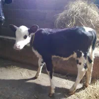 گاو با گوساله گوساله لیشه|حیوانات مزرعه|رشت, پیرکلاچای|دیوار