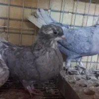 کفتر دم سفید|پرنده|شاهین‌شهر, خانه کارگر|دیوار