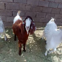 کره نر