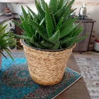 این کاکتوس بیش از۲۰پاجوش قابل گل دهی