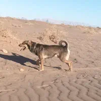 سگ نر دم فر .سگ پاکوتاه.واگذاری