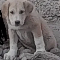 سگ عراقی واگذاری