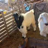 بره بزغاله گوسفند|حیوانات مزرعه|بیرجند, |دیوار