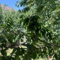 فروش-زمین-لواسانات-افجه