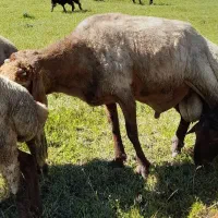 قوچ