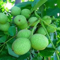 انواع نهال های مثمر وصنوبر میوه نهال درجه یک