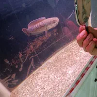 ماهی چانا استوراتی