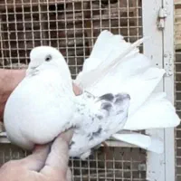 کفتر بدرد بخور