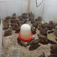 بلدرچین گوشتی