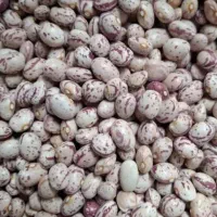 لوبیا چیتی کوشا