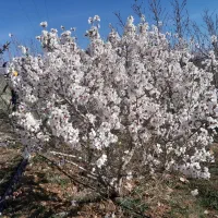 فروش زمین زراعی|فروش زمین و ملک کلنگی|داران, |دیوار