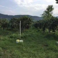 زمین ۲۷۱۳ باغ کیوی