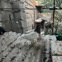 پرنده|پرنده|بم, |دیوار