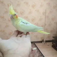 جوجه عروس هلندی|پرنده|تهران, حکیمیه|دیوار