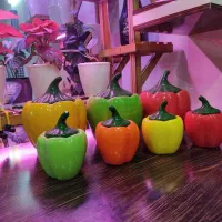 جا ادویه|ظروف نگهدارنده، پلاستیکی، یک‌بارمصرف|تهران, مسعودیه|دیوار