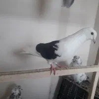 دو ماده گرفتنی پرشی