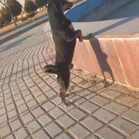 واگذاری سگ رایگان نژاد جک راسل|سگ|فولادشهر, A4|دیوار