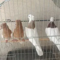 کبوتر وکفتر طوقی وکله زرد و نر سرخ وکله دم سبز