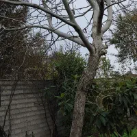 درخت گردو|خدمات باغبانی و درختکاری|لولمان, |دیوار