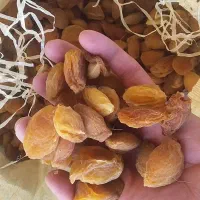 قیسی زردآلو