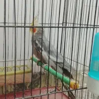 عروس هلندی نر|پرنده|تبریز, |دیوار