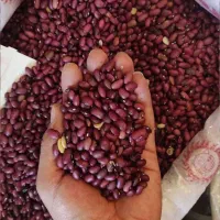 لوبیا قرمز|خوردنی و آشامیدنی|شاهینشهر, شهرک میلاد|دیوار