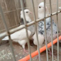 کلاغ سرخ وطوقی هفترنگ|پرنده|طرقبه, |دیوار