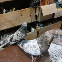 فروشنده وخریدار کفتر کبوتر