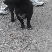 پاکوتاه فیندو نر