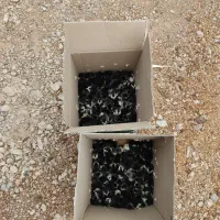 فروش جوجه یک روزه مرندی