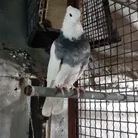 طوق