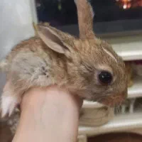 خرگوش