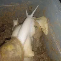 حلزون طبی درمانی اصل