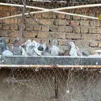 تعدادی کفتر یکجا فروخته می‌شود