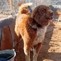 واگذاری سگ گله ای