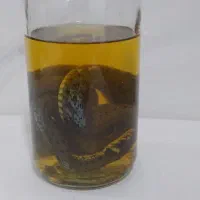 کلکسیونی و کمیاب|کلکسیون اشیاء عتیقه|ملارد, |دیوار