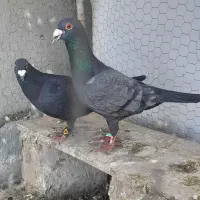 کفتر آلمانی