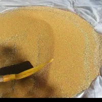 بذر یونجه محلی