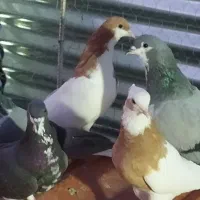 کبوتر|پرنده|شیراز, شهرک والفجر|دیوار