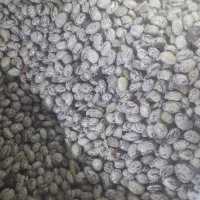 فروش لوبیا چیتی