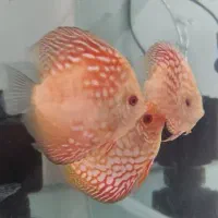 ۴ عدد دیسکس ۴ اینچ به بالا|ماهی|تهران, تهرانپارس جنوبی|دیوار