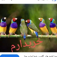 فنچ گلدین|پرنده|زاهدان, |دیوار