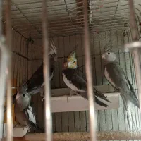 عروس هلندی