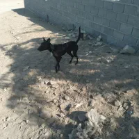 مالینیوز بلک نر و ماده